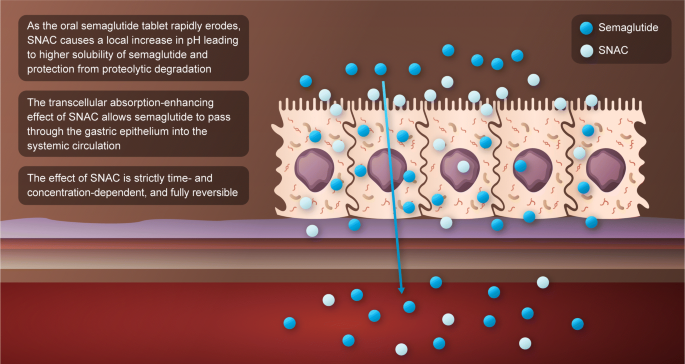The development of oral semaglutide, an oral GLP-1 analog, for the treatment of type 2 diabetes | Diabetology International | Springer Nature Link The development of oral semaglutide, an oral GLP-1 analog, for the treatment of type 2 diabetes | Diabetology International | Springer Nature Link