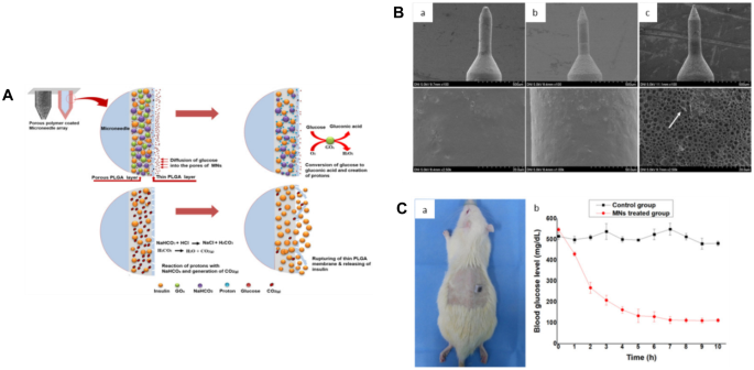 Week-long norm glycaemia in diabetic mice and minipigs via a subcutaneous  dose of a glucose-responsive insulin complex