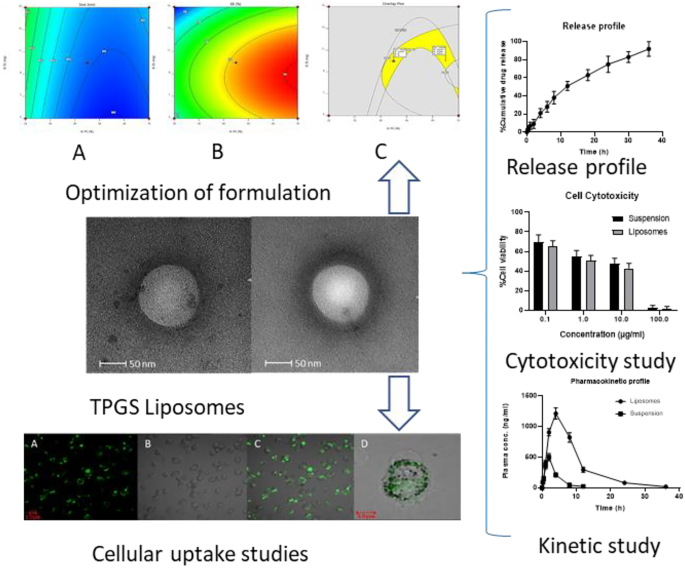 liposomal glutathione bioavailability studies clinical trials enhancement of vitamin E TPGS liposomes of nintedanib esylate: formulation optimization, cytotoxicity and pharmacokinetic | Drug Delivery and Translational Research Static water Product Type:50g Powder Pov: You finally found