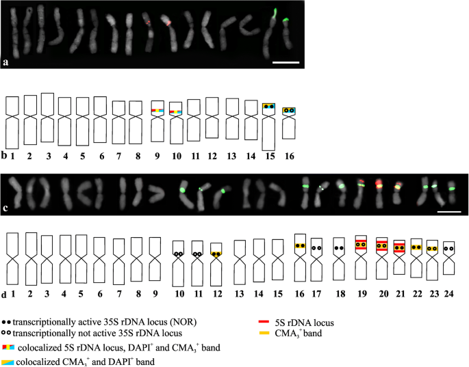 PDF) Comparative karyotype analysis of three Passiflora L. species and  cytogenetic characterization of somatic hybrids