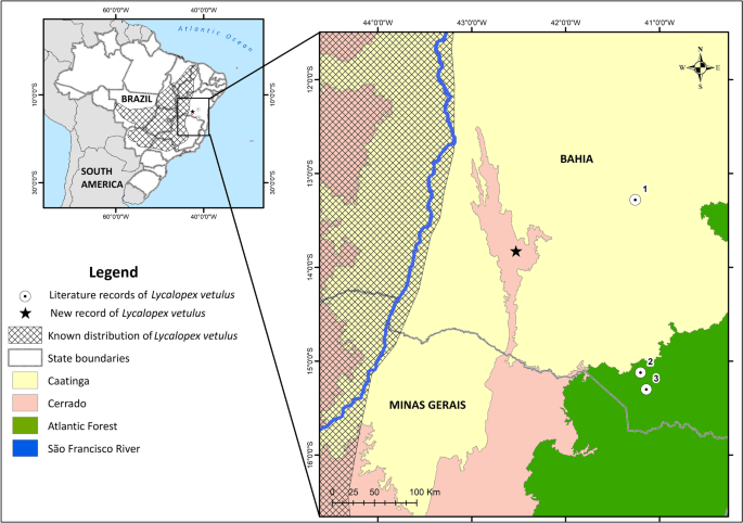 Where does the fox stay? First camera trap records of the threatened hoary  fox Lycalopex vetulus (Carnivora, Canidae) in a xeric habitat of a  neotropical dry forest–savanna ecotone | Mammal Research