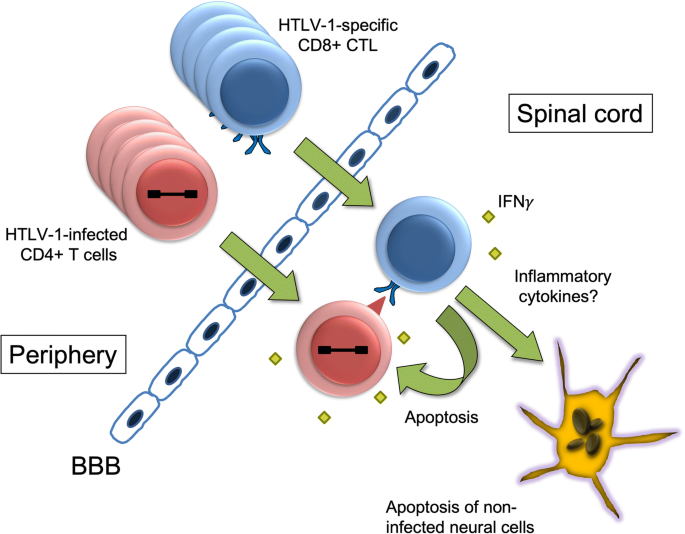 Human T-lymphotropic virus type 1 (HTLV-1) and cellular immune response in  HTLV-1-associated myelopathy/tropical spastic paraparesis | Journal of  NeuroVirology