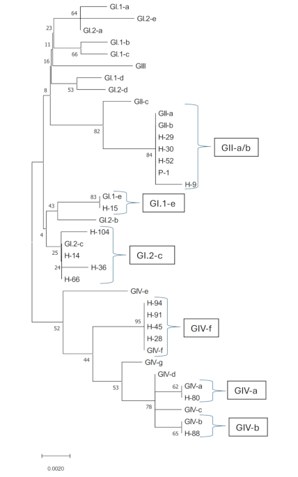 Molecular epidemiology of JC polyomavirus genotypes in PLWH from Turkey