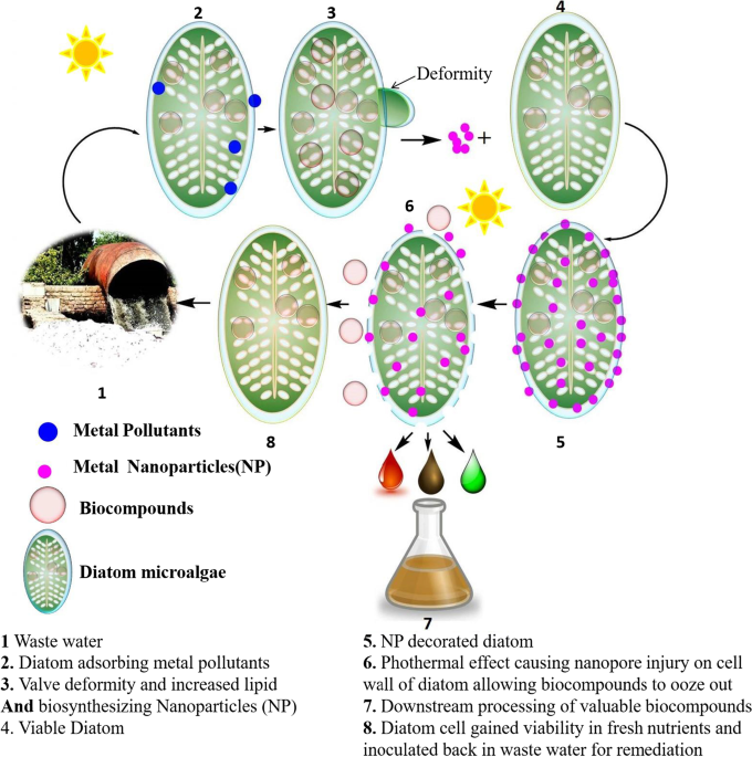 Shell Shocker – Comprehensive Review – Transfiguring Adoption