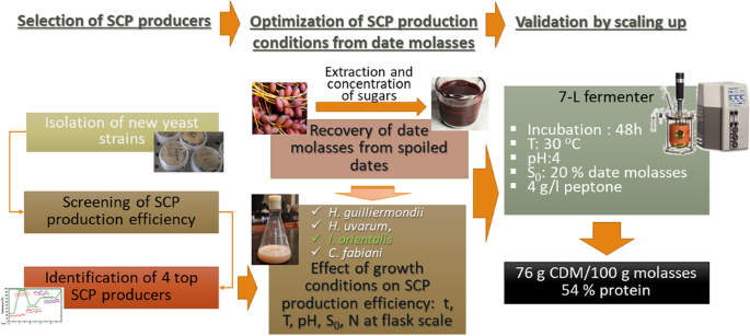 Valorizing food wastes: assessment of novel yeast strains for enhanced  production of single-cell protein from wasted date molasses