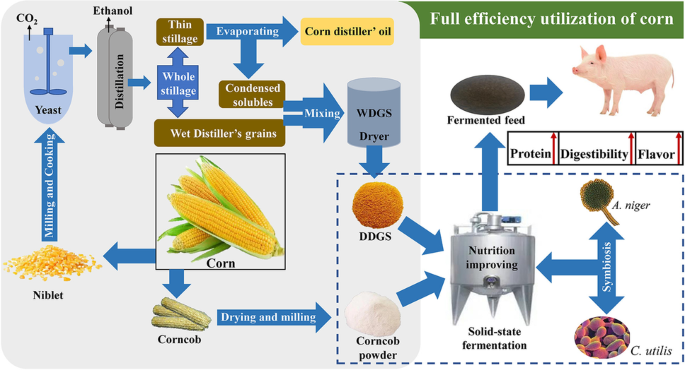 Symbiosis of Aspergillus niger and Candida utilis for improving nutrition  and digestibility in co-fermentation of corn-ethanol co-product and corncob  | Biomass Conversion and Biorefinery