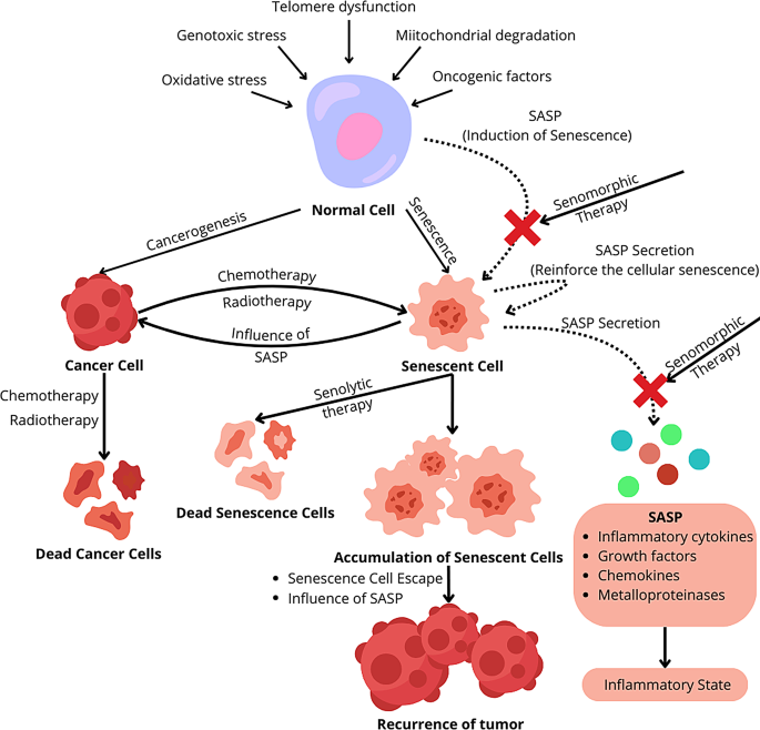Senolytics: charting a new course or enhancing existing anti-tumor  therapies? | Cellular Oncology