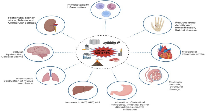 glutathione effects kidney Disruption in glutathione metabolism and altered energy production in the  liver and kidney after ischemic acute kidney injury in mice