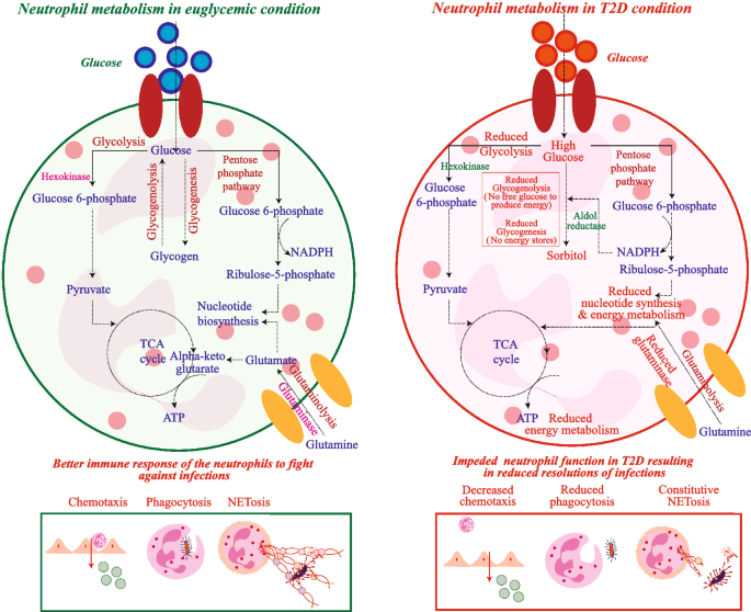 glutathione and diabetes type 2 For oxidative stress (GSH) deficiency in individuals Advances in treatments for type