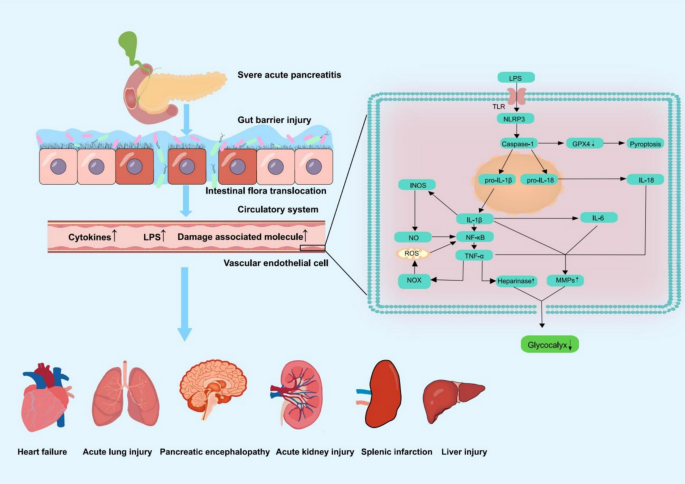 The glycocalyx: a key target for treatment of severe acute pancreatitis-associated  multiple organ dysfunction syndrome | Human Cell