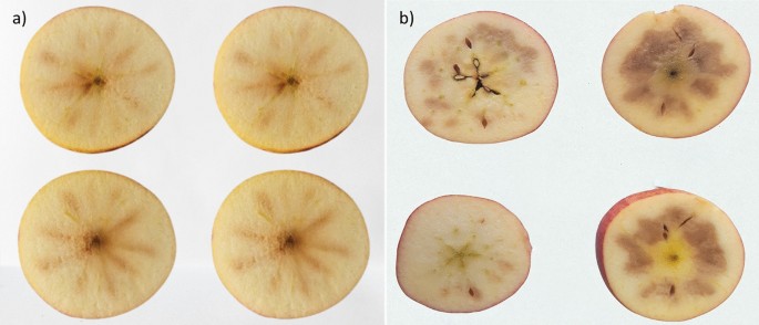Impact of pre-harvest application of 1-methylcyclopropene (1-MCP) on fruit quality, physiological disorders and respiration rate of ‘Scilate’ apple