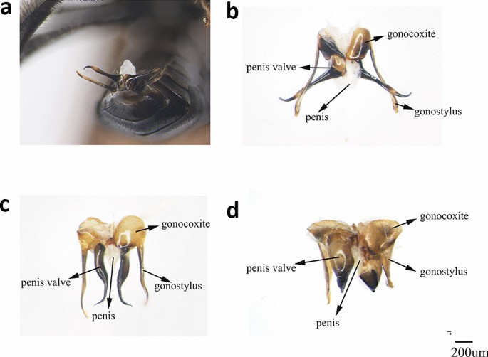 Intratribal Variation among Mature Larvae of Stingless Bees (Apidae:  Meliponini) with Descriptions of the Eggs of 11 Species