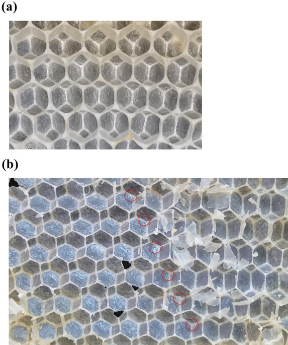 The hexagonal shape of the honeycomb cells depends on the construction  behavior of bees