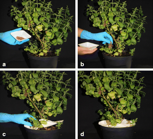 Nicotine uptake by peppermint plants as a possible source of nicotine in  plant-derived products | Agronomy for Sustainable Development