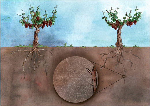 Contamination of vineyard soils with fungicides: A review of