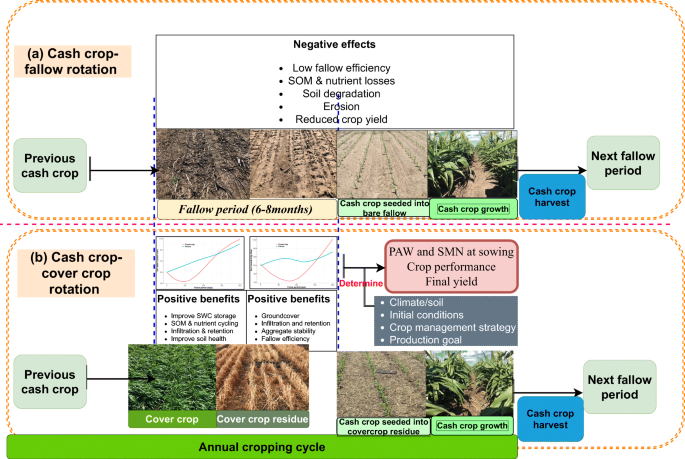 Frontiers  Cover Crops and Mechanical Scarification in the Yield and  Industrial Quality of Upland Rice