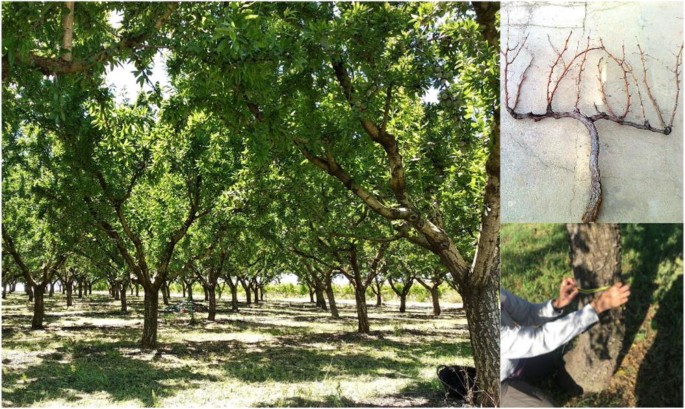 Carbon stocks and changes in biomass of Mediterranean woody crops over a six-year period in NE Spain