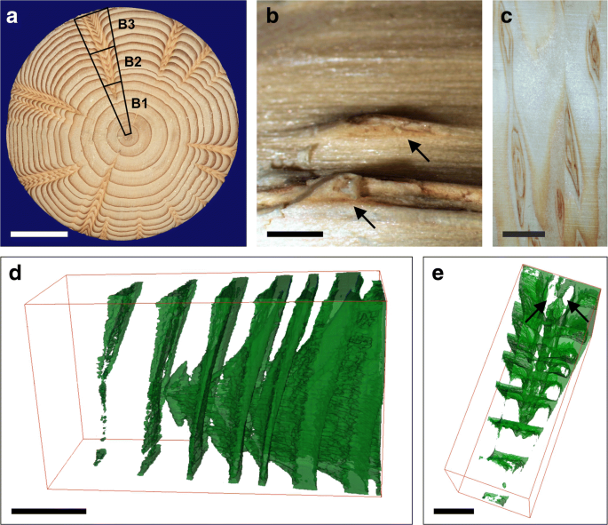 Tree rings tell us the age. But, what purpose they serve for the trees? -  Quora