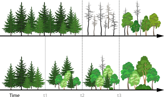 The effects of climate and forest cover variability on the