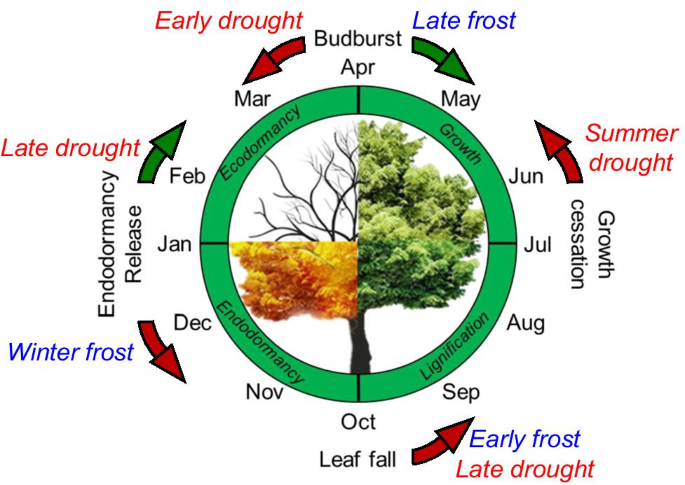 Interaction of drought and frost in tree ecophysiology: rethinking the  timing of risks, Annals of Forest Science