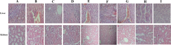PDF) Immuno-antioxidative reno-modulatory effectiveness of Echinacea  purpurea extract against bifenthrin-induced renal poisoning