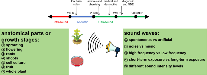 The role of sound stimulation in production of plant secondary metabolites  | Natural Products and Bioprospecting | Springer Nature Link