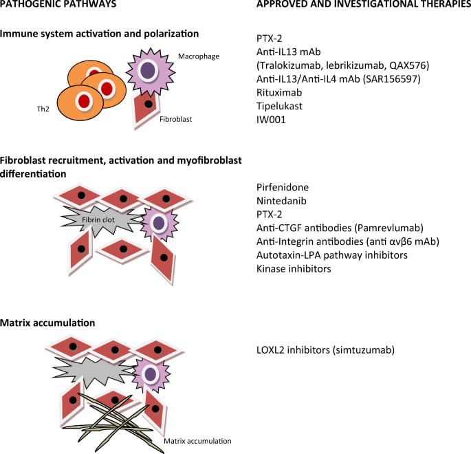 Current approved therapeutic strategies for IPF and LC treatment