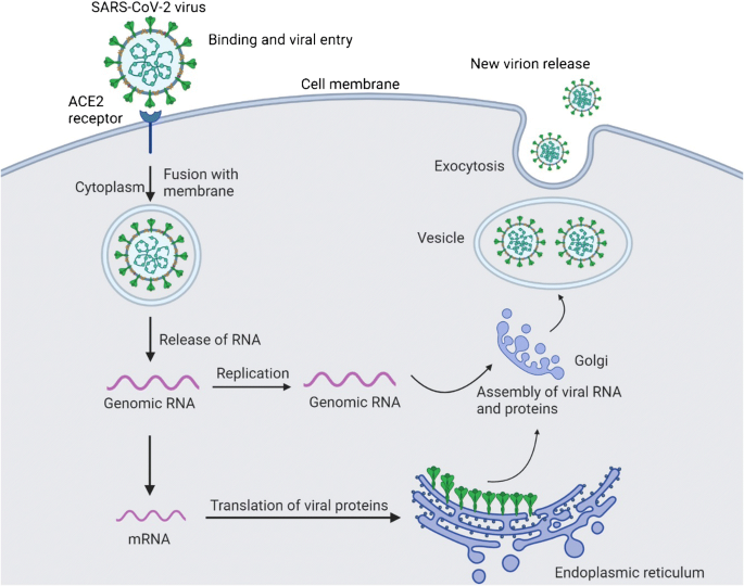 scholarly articles glutathione supplement Frontiers