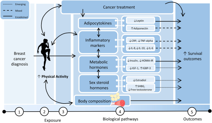 Physical Activity and Breast Cancer Survival–Epidemiologic Evidence and  Potential Biologic Mechanisms