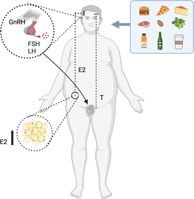 is nac precursor to glutathione All About NAC (N-acetylcysteine): What it is and what benefits it has