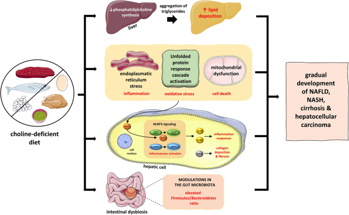 l-carnitine phosphatidylcholine from foods Revisiting the Role of Carnitine in Heart Disease Through the Lens of the Gut Microbiota Choline Supplements Review & Top