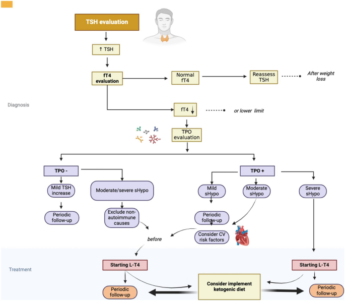 is glutathione safe for hypothyroidism Obesity and Obesity-Related Thyroid Dysfunction: Any Potential Role for the  Very Low-Calorie Ketogenic Diet (VLCKD)? | Current Nutrition Reports