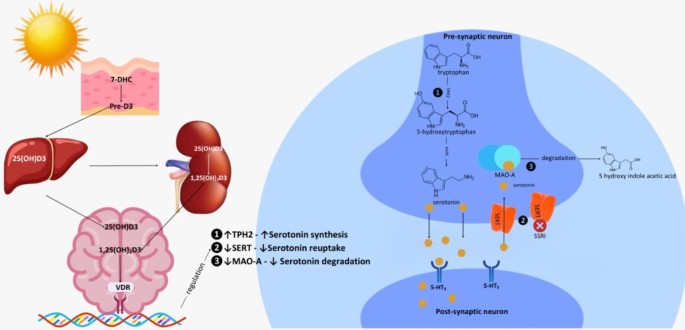 can you take glutathione with antidepressants Can Vıtamın D Reduce the Need for SSRI by Modulatıng Serotonın Synthesıs?:  A Revıew of Recent Lıterature | Current Nutrition Reports