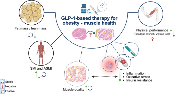 semaglutide sarcopenia GLP-1 Receptor Agonists for Obesity Management in Older Adults: A Scoping Review on the Risk of Sarcopenia and Sarcopenic Obesity | Current Nutrition Reports