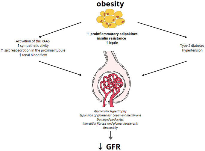 does tirzepatide damage kidneys Next-generation therapeutics for diabetic kidney disease Mounjaro with One Kidney: Safety