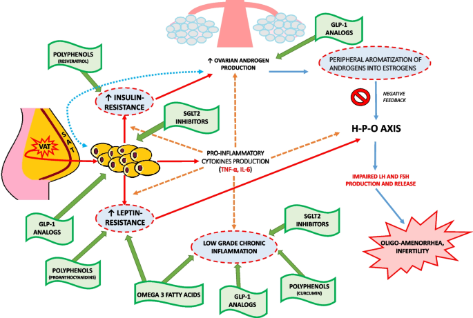 does tirzepatide slow digestion Does Tirzepatide Slow Digestion? Mechanism and Side Effects