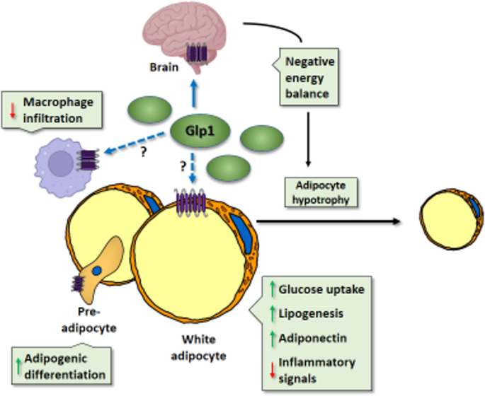 does semaglutide increase fat cells Adipose Tissue, at the Core of the Action of Incretin and Glucagon-Based  Anti-Obesity Drugs | Current Obesity Reports