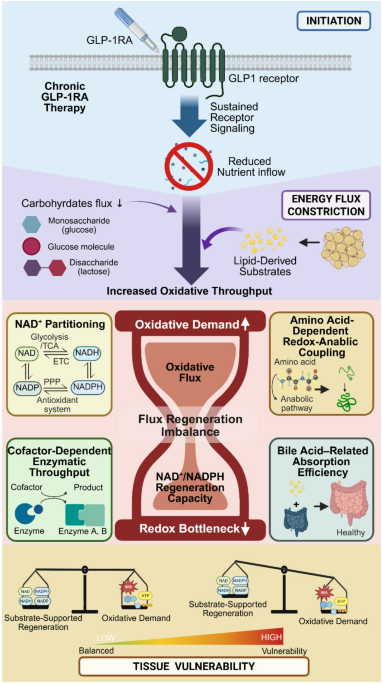 glp-1 thornton Metabolic Flux Adaptations During GLP-1 Receptor Agonist Therapy: Redox  Implications | Current Obesity Reports