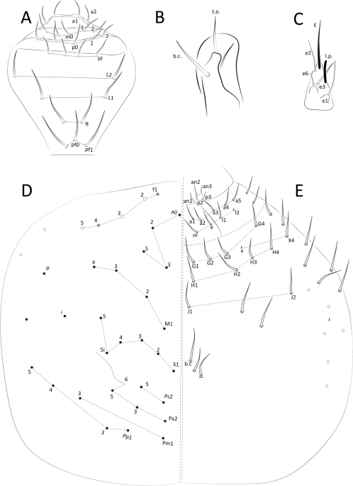 Neotropical Cyphoderus (Collembola: Paronellidae), with Comments About  Myrmecophily and the Description of New Species