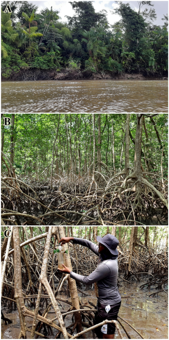 Euglossini bee diversity is driven by forest cover in coastal Amazon |  Neotropical Entomology