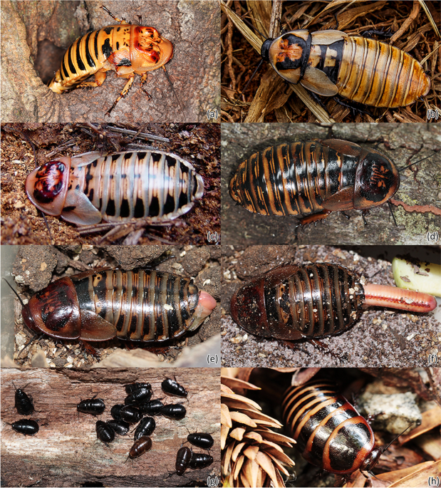 A Taxonomic Revision of the South American Trilobite Cockroaches