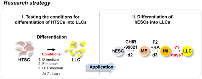 Morphology of Leydig cells in the testes after in vivo MCP-1 treatment.