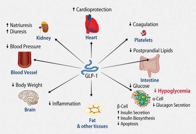 glp 1 analoga GLP-1 ist mehr als ein Antidiabetikum | InFo Diabetologie