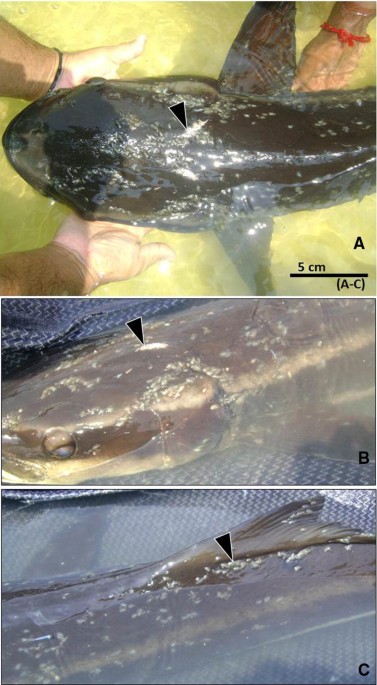 First Report on Infection of Argulus quadristriatus (Arthropoda