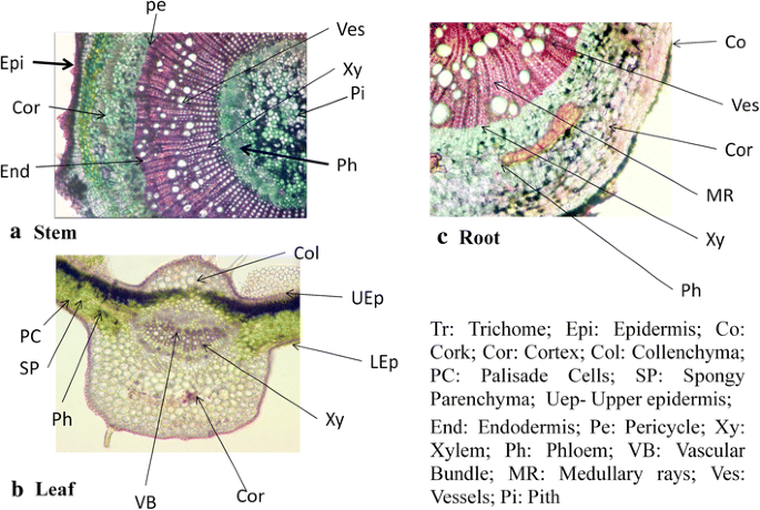 gymnema sylvestre glp-1 study A Comparative Pharmacognostic Study on the Leaf, Stem and Root Components  of Gymnema sylvestre (Retz) R. Br. ex. Sm