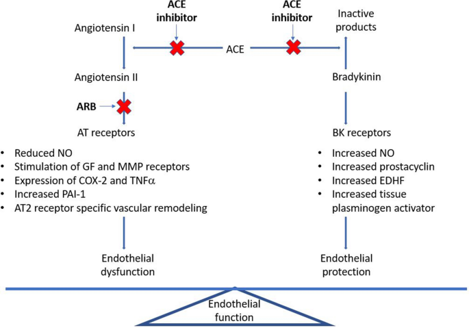 A Review of the Role of Bradykinin and Nitric Oxide in the Cardioprotective  Action of Angiotensin-Converting Enzyme Inhibitors: Focus on Perindopril |  Cardiology and Therapy