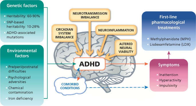Molecular Characterisation of the Mechanism of Action of Stimulant Drugs  Lisdexamfetamine and Methylphenidate on ADHD Neurobiology: A Review |  Neurology and Therapy | Springer Nature Link