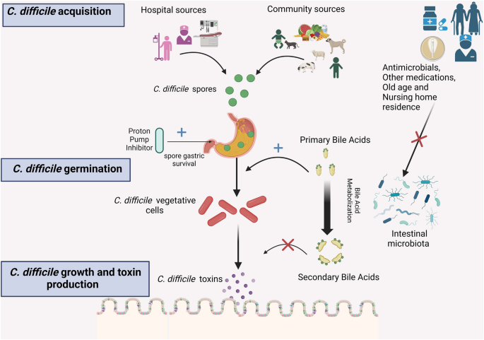c diff bacterial lipid bi later Clostridium difficile colitis: pathogenesis and host defence C. diff (Clostridioides difficile)