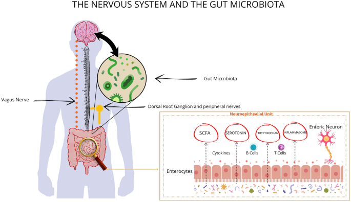 Study links back pain to a subtype of cells in spinal 'shock absorbers' :  r/ChronicPain