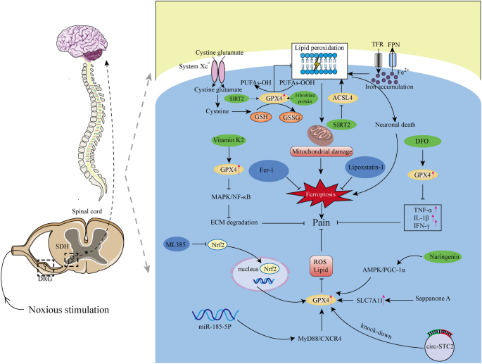 glutathione levels in fibromyalgia patients Mechanisms and Therapeutic Potential of GPX4 in Pain Modulation | Pain and  Therapy